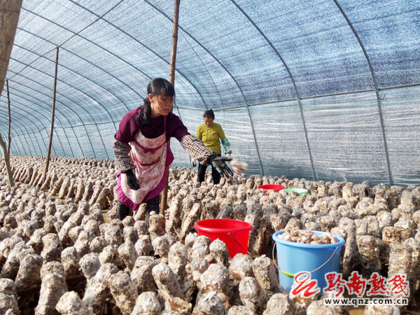 龙里洗马镇人口_贵阳龙里双龙镇景点(3)