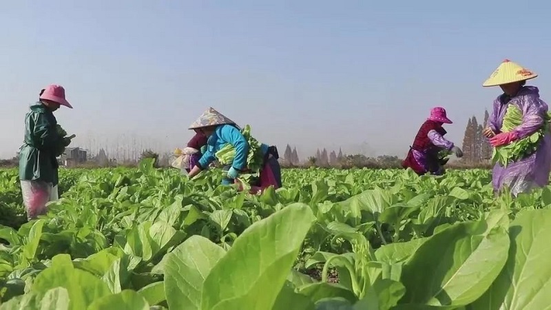 不负好时光，农信助力跑出春耕“加速度”