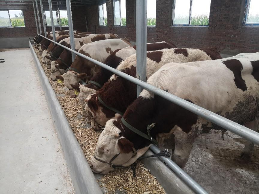 易游娱乐城- YY易游体育官方网站- 易游体育APP畜牧养殖贷款的流程是什么