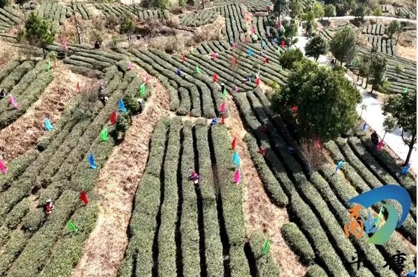 JN江南体育最新官网入口品平塘甲茶·观中国天眼—“贵州春茶第一壶”开采(图5)