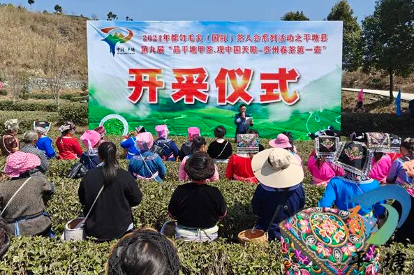 JN江南体育最新官网入口品平塘甲茶·观中国天眼—“贵州春茶第一壶”开采(图1)