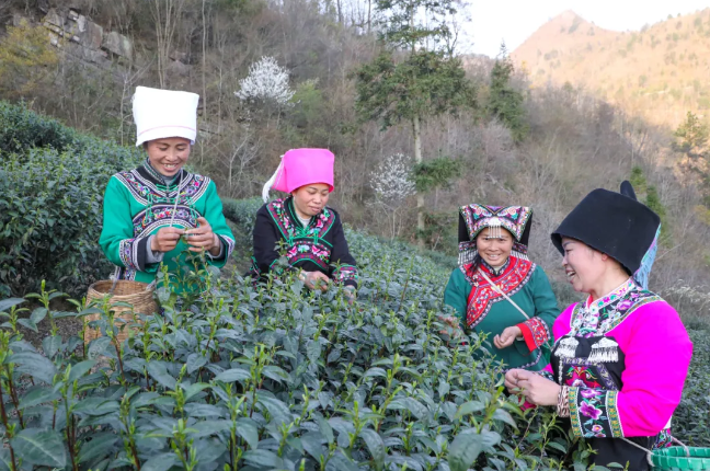 JN江南体育壮大茶产业带动文旅融合！《经济日报》大篇幅聚焦都匀毛尖！(图2)