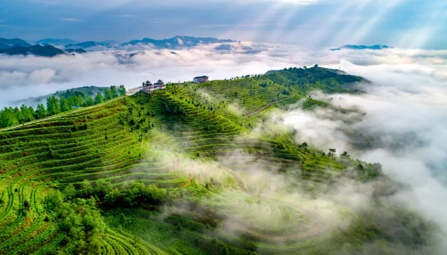 JN江南体育壮大茶产业带动文旅融合！《经济日报》大篇幅聚焦都匀毛尖！(图3)