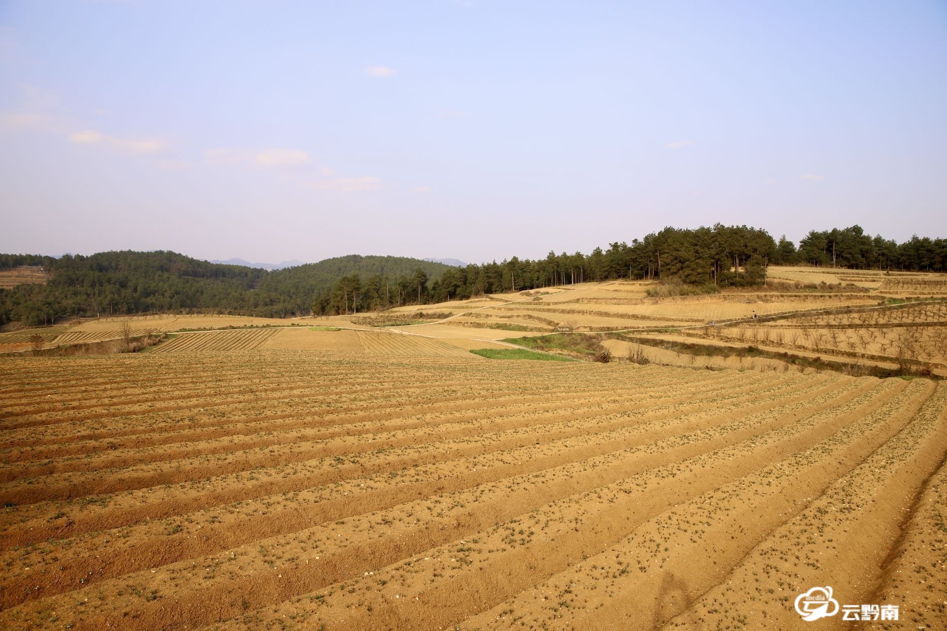 5000余亩瓮安县黄土地里种出金疙瘩