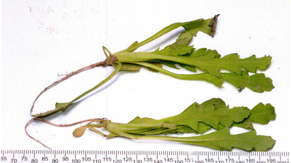 自家菜地里种罂粟苗涮火锅长顺一女子被判刑