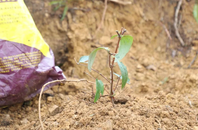 长顺:林下栽植金银花  "荒山"种出"新生机"