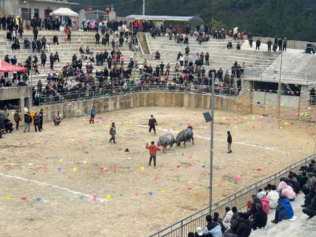 惠水：传统斗牛闹新春 民俗盛宴展风采