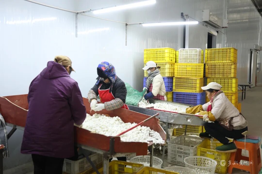 罗甸：忙生产 赶订单 全力冲刺首季“开门红”