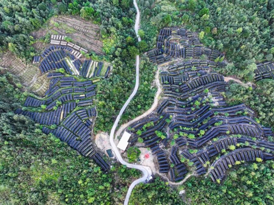 凯阳海花草种植成为“富裕草”(图片源于“明德平浪”微信公众号)_20261009113446.jpg 凯阳海花草种植成为“富裕草”(图片源于“明德平浪”微信公众号)_20261009113446.jpg
