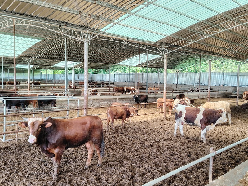 养殖区存栏肉牛现场.jpg