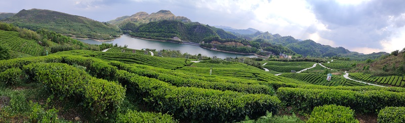 都匀毛尖茶核心产区云端茶海风景.jpg 都匀毛尖茶核心产区云端茶海风景.jpg