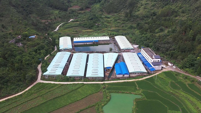 协会会长单位贵州铭飞农业公司养鸽子基地.jpg 协会会长单位贵州铭飞农业公司养鸽子基地.jpg