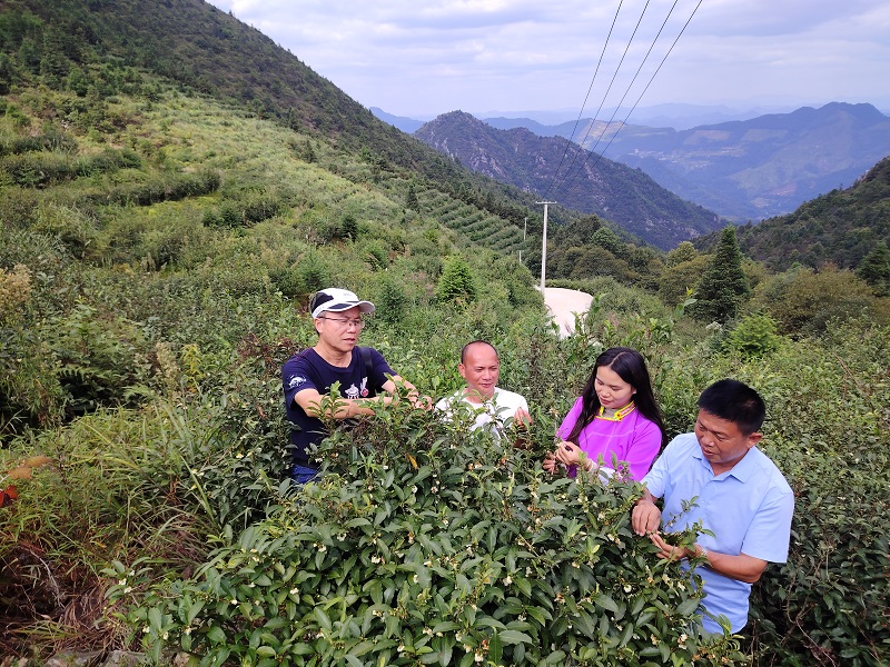 官旺山茶旅融合之路.jpg 官旺山茶旅融合之路.jpg